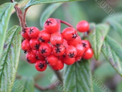 red berries in a tree