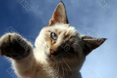Pick Me