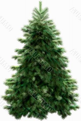 Christmas tree with clipping path