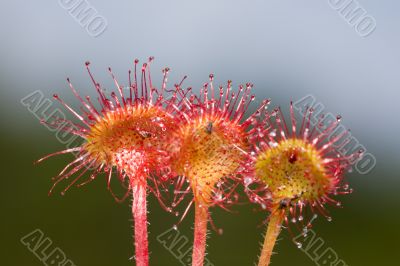 Three flowers of sundew