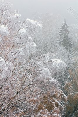 Hoarfrost in a wood