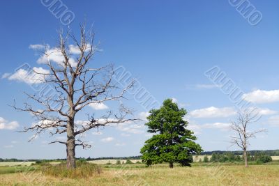 The dried up tree
