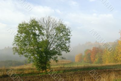 Autumn fogs