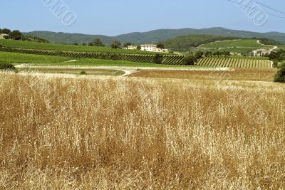 Hills of Montalcino