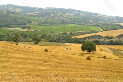 Landscape in Tuscany at summer