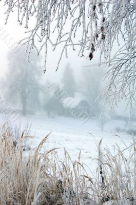 Hoarfrost for Christmas