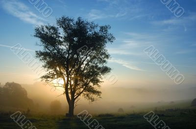 A tree is in fog