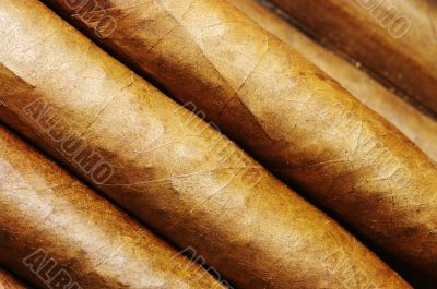 Cigars in a row close-up