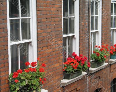 planters on the side of windows