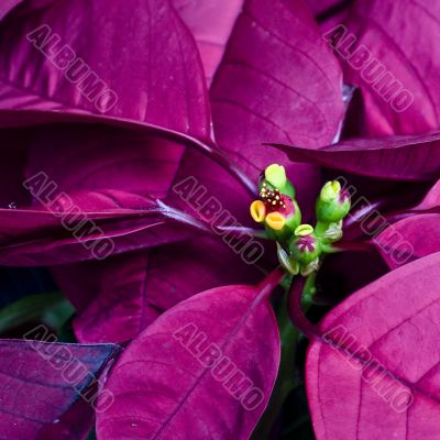 Poinsettia Flower