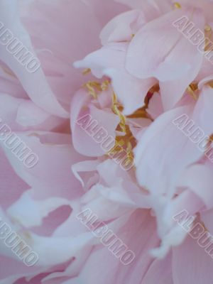 pink flower close-up