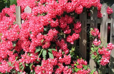 pink rhododendron flowers