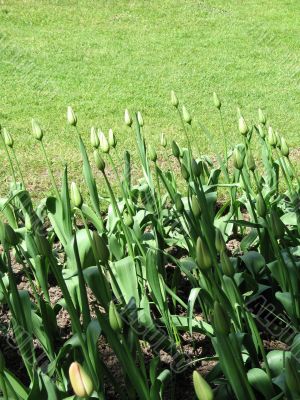 green tulips in a garden