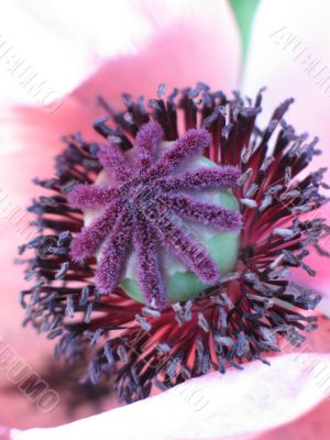 purple flower close-up