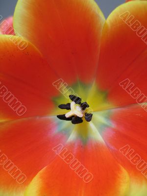orange and yellow tulip close-up