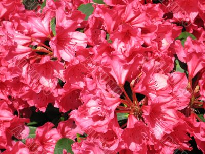 pink rhododendron flowers