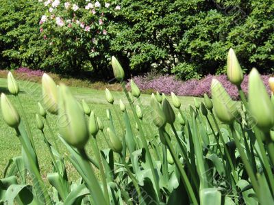 green tulips garden