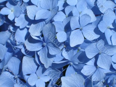 blue hydrangea close-up