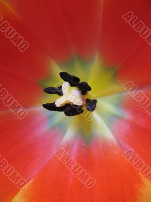 orange and yellow tulip close-up