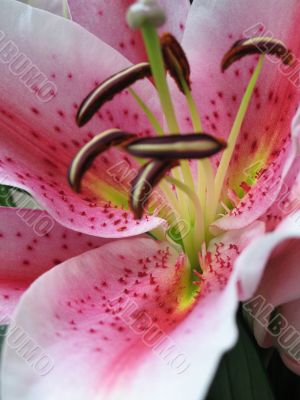 pink flower close-up