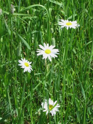 small wild flowers in a field
