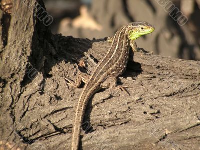 lizard