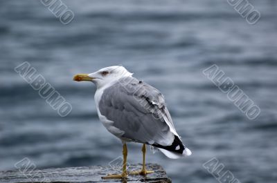 seagull