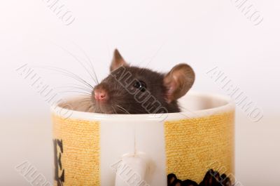 Rat instead of coffee