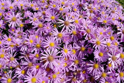 aster