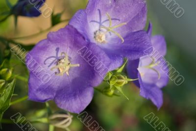 bluebell
