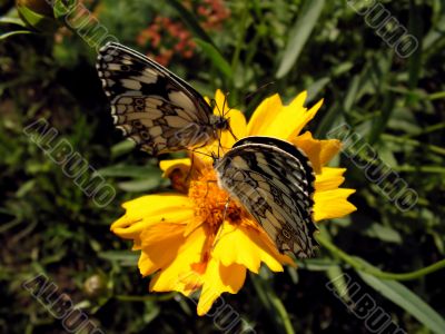 butterflies