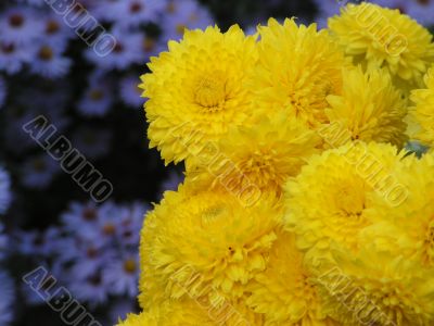 chrysanthemum