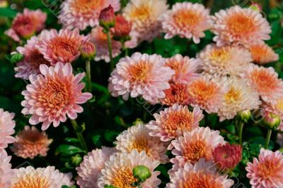 chrysanthemum