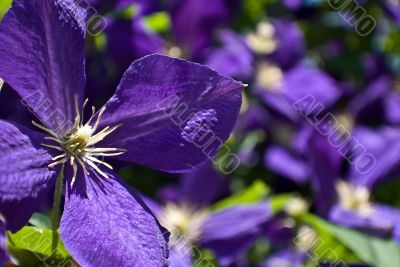 clematis