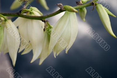 yucca