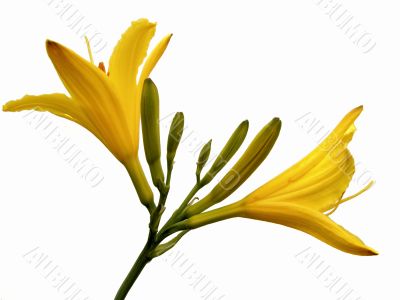 hemerocallis