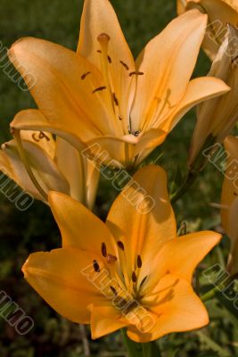 lily