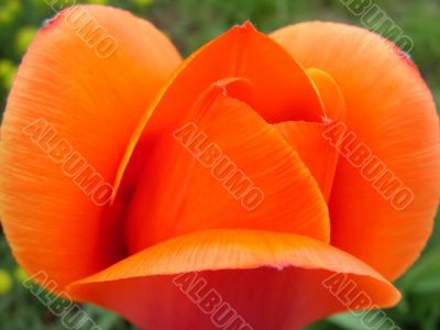 single tulip