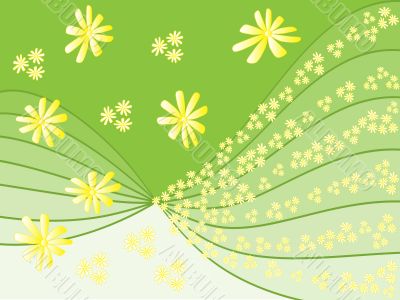 chamomile