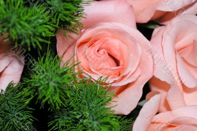 Pink roses bouquet
