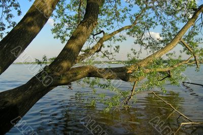 Landscape with tree over the lake surface in Russia