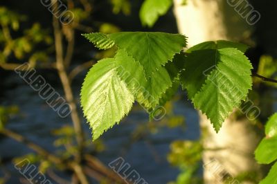 Birch leaves