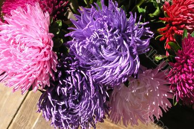Pink and purple flowers on the sun