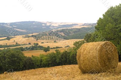 Landscape in Tuscany at summer