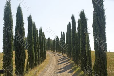 Country road with cypresses near Montalcino