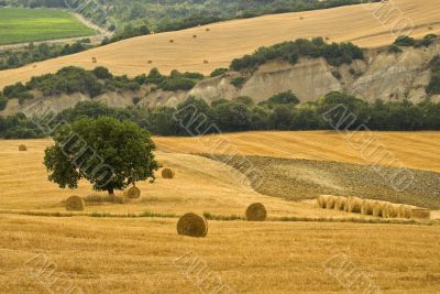 Landscape in Tuscany at summer