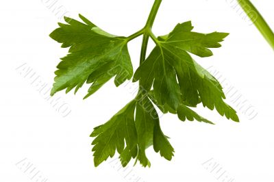 parsley
