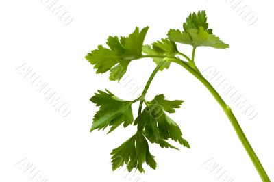 parsley