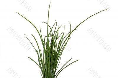 chive