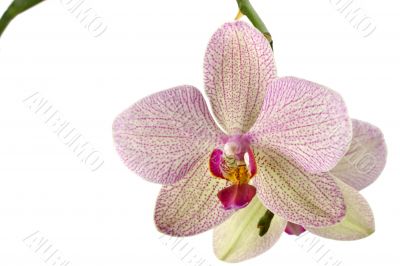 orchid